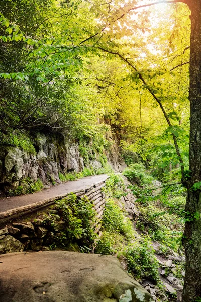Waldweg Waldlandschaft Mit Bäumen Und Büschen Zwischen Den Felsen Baumgrenze — Stockfoto