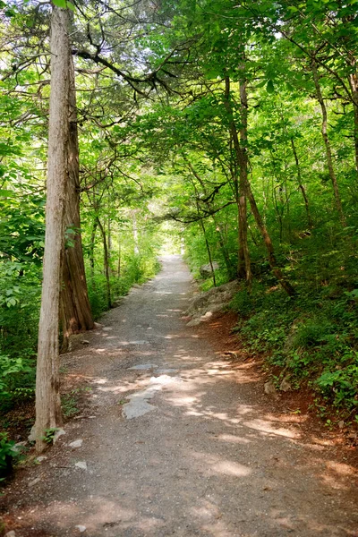 Stezka Uprostřed Dřevěného Lesa Obklopená Zelenými Keři Listy Kapradinami — Stock fotografie
