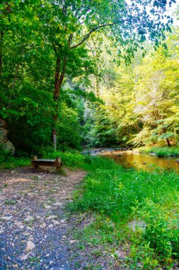 Yaz ormanındaki küçük nehrin kıyısındaki bankta