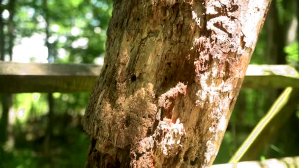 Zgniłe Rozkładające Się Pnie Drzew Lub Drewniane Kłody Lesie Zbliżenie — Wideo stockowe