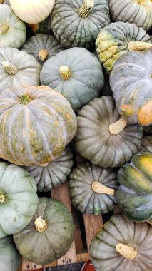 Cadılar Bayramı için pazar tezgahında çeşitli türde balkabakları