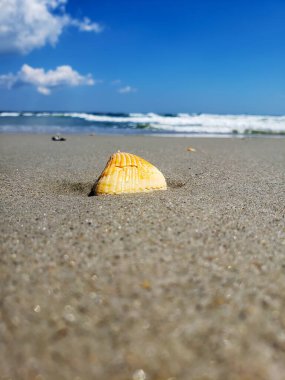Terk edilmiş kıyılar, dalgalar ve deniz kabukları Atlantik Okyanusu 'nun kumlarında. Makro fotoğrafçılık.