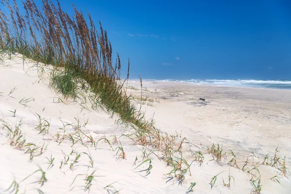 Αμμόλοφοι Γρασίδι Και Παραλία Στον Ατλαντικό Ωκεανό Στη Βόρεια Καρολίνα — Φωτογραφία Αρχείου