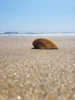 Terk edilmiş kıyılar, dalgalar ve deniz kabukları Atlantik Okyanusu 'nun kumlarında. Makro fotoğrafçılık.