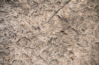 Kabuk izli kireçtaşı levha. Kabuk kaya dokusu. Doğal taş arkaplan