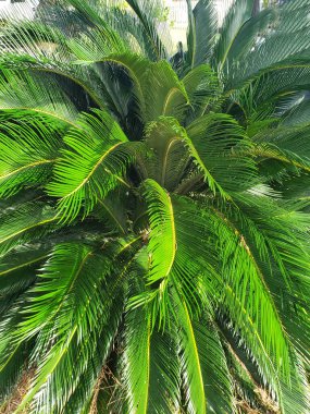 Hurma ağacını kapat, bahçedeki palmiye ağacını süsle.