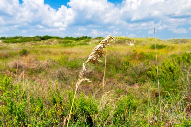 Pampa otları yaz güneşinin altında ufkun ve mavi bulutların arka planına karşı.