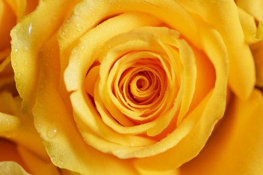 Sarı gül çiçeği, taç yapraklarının üzerindeki çiy damlalarıyla yakın plan..