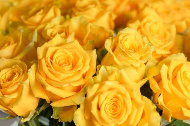 Bir demet sarı gülü kapat. Tek renkli sarı arkaplan.