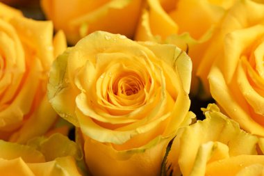 Buketteki sarı gül tomurcuğu, yaprakların üzerindeki çiğ damlalarıyla yakın plan..