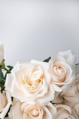 Çiy damlalı taze beyaz güller, metin için yer.