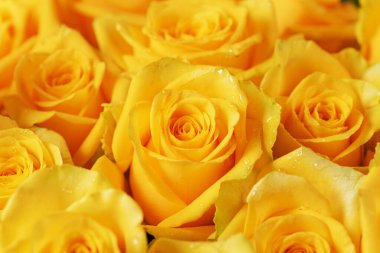 Yaprakların üzerinde çiy damlaları olan sarı gül goncalarının yakın çekimi.