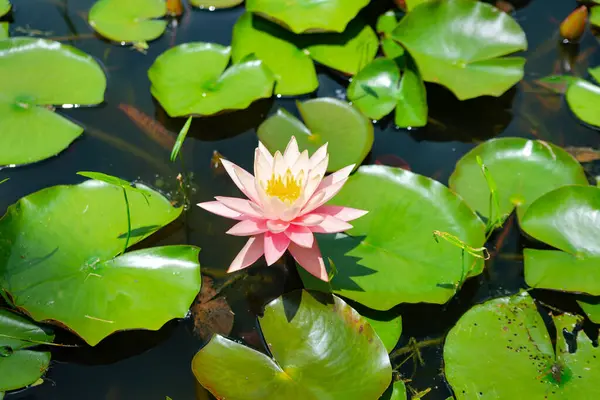 Amerikan nilüferleri doğal ortamlarında. Ortasında nilüfer çiçeği olan bir gölet..