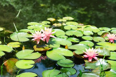 Amerikan nilüferleri doğal ortamlarında. Ortasında nilüfer çiçeği olan bir gölet..