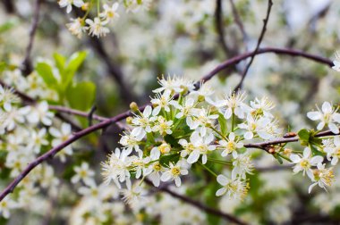 Beyaz kiraz çiçekleri yakın plan.