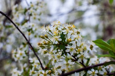 Beyaz kiraz çiçekleri yakın plan. seçici odak.