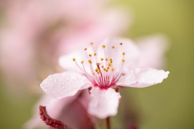 Yapraklarında çiy taneleri olan sakura çiçekleri baharda kiraz çiçekleri. makro fotoğrafçılık. Metin için boşluk.