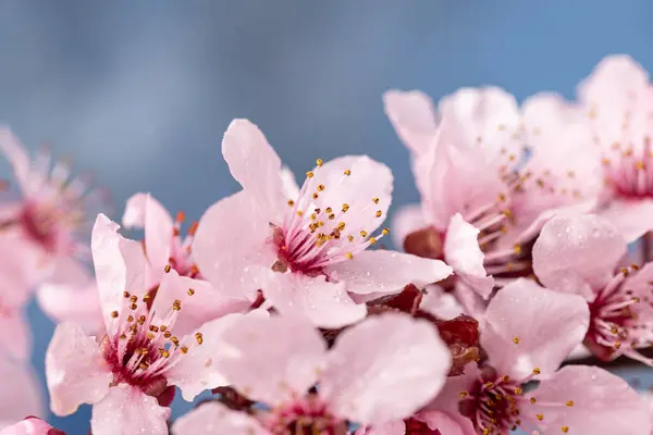 春の桜 青空の背景に咲く桜 マクロ写真 — ストック写真