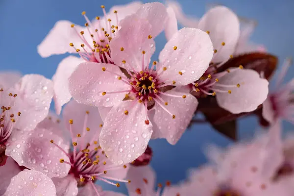Fleurs Cerisier Printemps Fleurs Sakura Sur Fond Ciel Bleu Macro — Photo