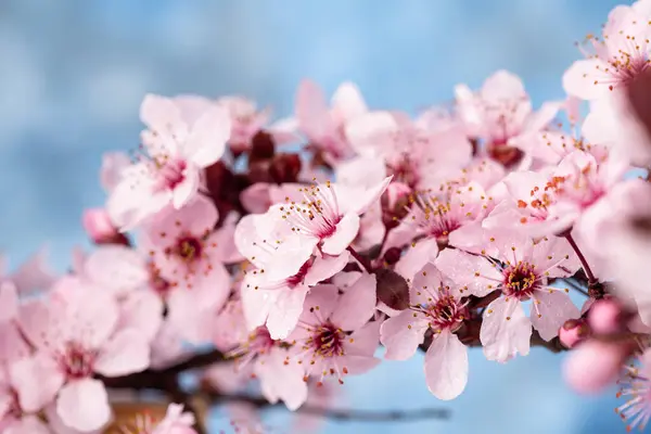 Fleurs Cerisier Printemps Fleurs Sakura Sur Fond Ciel Bleu Macro — Photo