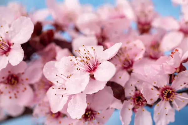 春の桜 青空の背景に咲く桜 マクロ写真 — ストック写真