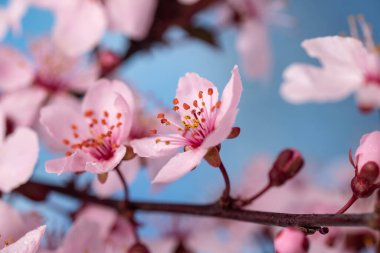Baharda kiraz çiçeği, mavi arka planda sakura çiçekleri. makro fotoğrafçılık.