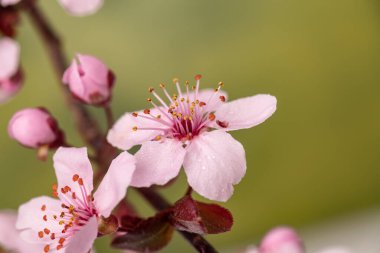 Yapraklarında çiy taneleri olan sakura çiçekleri baharda kiraz çiçekleri. makro fotoğrafçılık. Metin için boşluk.