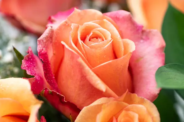 Природа Троянда Квітковий Фон Близька Ілюстрація Макро Весна Цвітіння Рослина — стокове фото