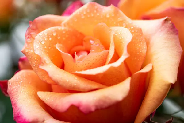 Квітка Персикової Троянди Жовтуватим Відтінком Пагонами Пелюстках Роза Цвітіння Крупним — стокове фото