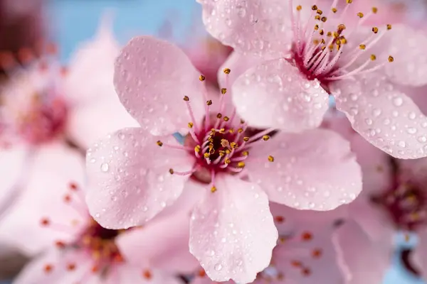 Fleurs Cerisier Printemps Fleurs Sakura Sur Fond Ciel Bleu Macro Photos De Stock Libres De Droits