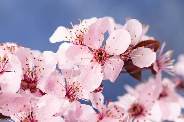 Fleurs Cerisier Printemps Fleurs Sakura Sur Fond Ciel Bleu Macro Photo De Stock