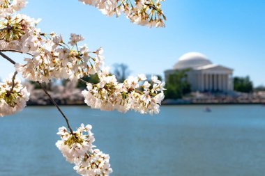 Washington 'daki Kiraz Çiçeği Festivali sırasında Jefferson Memorial.