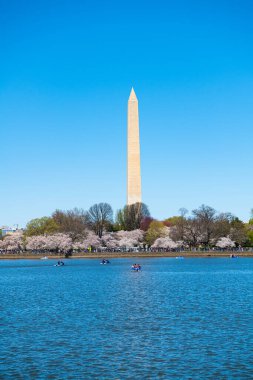 Washington 'da kiraz çiçekleri açılır. Geleneksel Japon kiraz çiçeklerinin bahar festivali. Gelgit Havzası ve Washington Anıtı.