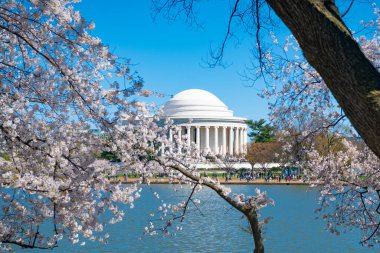 Washington 'daki Kiraz Çiçeği Festivali sırasında Jefferson Memorial.