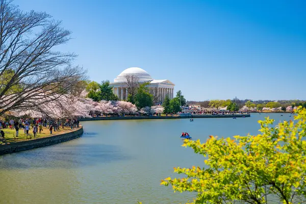 Japanese cherry blossoms and Jefferson Memorial over lake in Washington DC, USA.