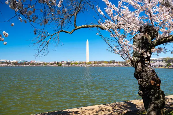 Washington Monument Bassin Des Marées Cerisiers Fleurs Printemps Washington Images De Stock Libres De Droits