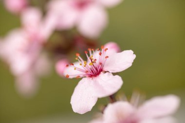 Yapraklarında çiy taneleri olan sakura çiçekleri baharda kiraz çiçekleri. makro fotoğrafçılık. Metin için boşluk.