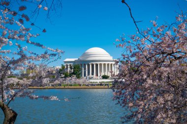 Washington 'daki Tidal Basin yakınlarındaki Jefferson Memorial' da Kiraz Çiçekleri