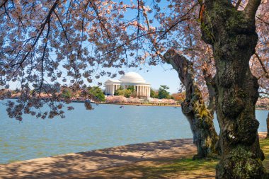 Washington DC, ABD 'deki Washington Gölü üzerinde Japon kiraz çiçekleri ve Jefferson Anıtı.