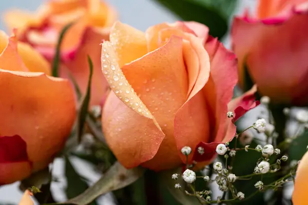 Квітка Рожевої Троянди Жовтуватим Відтінком Кришками Роси Пелюстках Роза Цвітіння — стокове фото