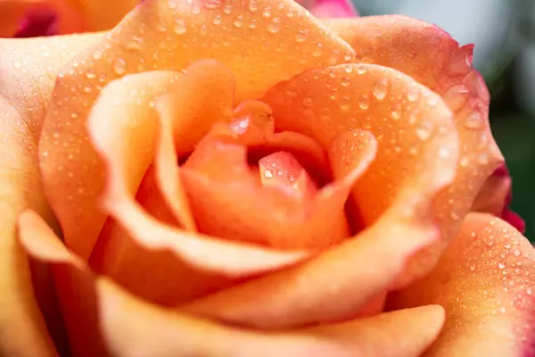 Квітка Рожевої Троянди Жовтуватим Відтінком Кришками Роси Пелюстках Роза Цвітіння — стокове фото