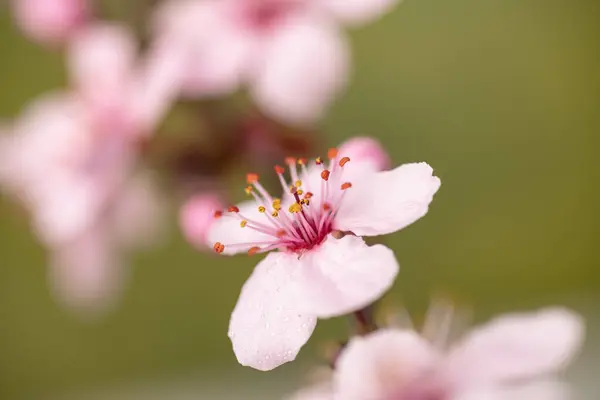 Fleurs Sakura Avec Des Gouttes Rosée Sur Les Pétales Fleur Photo De Stock