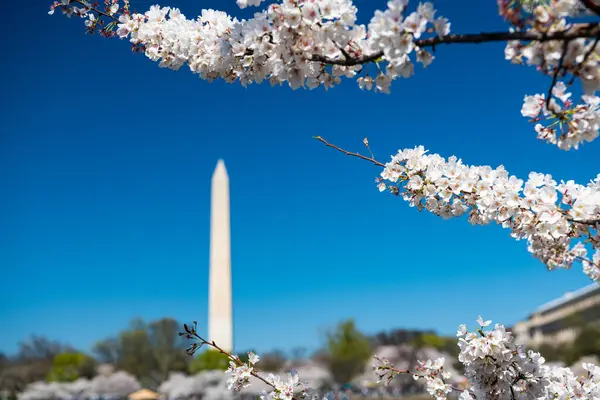 Des Cerisiers Fleurs Washington Monument Contre Ciel Bleu — Photo