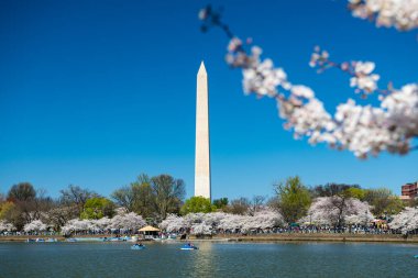 Washington 'da kiraz çiçekleri açılır. Geleneksel Japon kiraz çiçeklerinin bahar festivali. Gelgit Havzası ve Washington Anıtı.