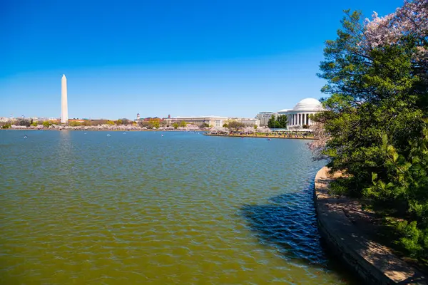 华盛顿特区春天的华盛顿纪念碑 潮汐盆地和樱花树景观 免版税图库图片