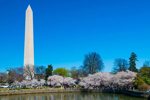 Washington Monument Bassin Des Marées Cerisiers Fleurs Printemps Washington Photo De Stock