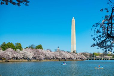 Washington Anıtı, Tsunami Havzası ve kiraz ağaçları baharda, Washington D.C..