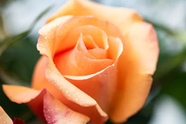 Природа Троянда Квітковий Фон Близька Ілюстрація Макро Весна Цвітіння Рослина — стокове фото