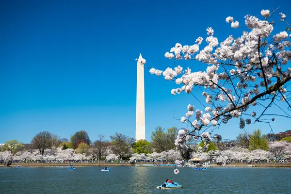 日本の桜の伝統的な春祭り タイダル ベースンとワシントン記念碑 ワシントンDcの桜 ロイヤリティフリーのストック画像