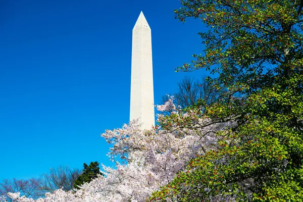 Άνθη Κερασιάς Και Μνημείο Της Ουάσιγκτον Ενάντια Ένα Γαλάζιο Ουρανό Εικόνα Αρχείου